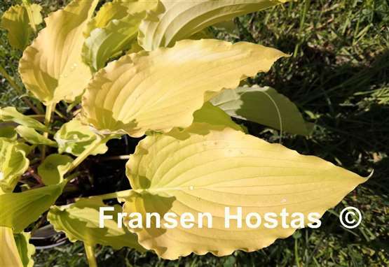 Hosta Chris' Yellow Ruffles